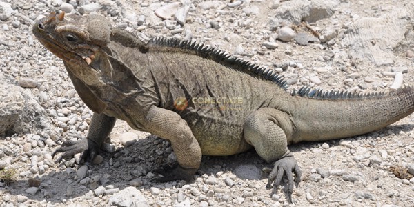 Iguana-Rinoceronte