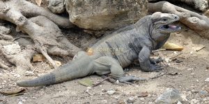 Iguana-Rinoceronte