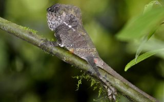 Costa-Rica
