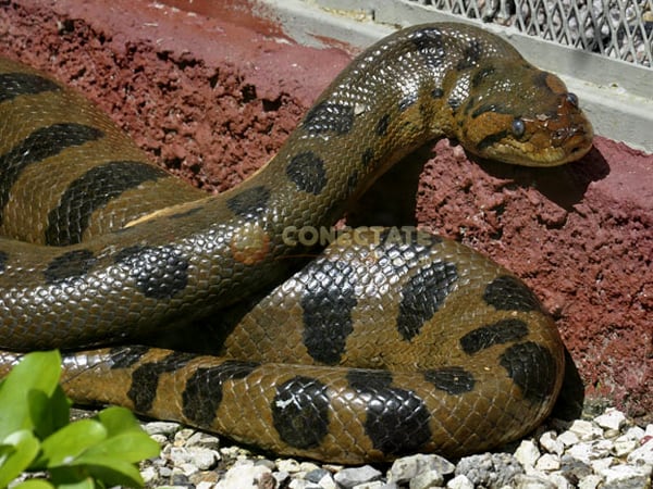 Anaconda ZOODOM