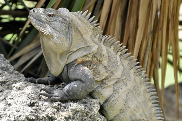 Iguana-de-Ricord