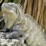 Iguana de Ricord Cyclura Ricordi