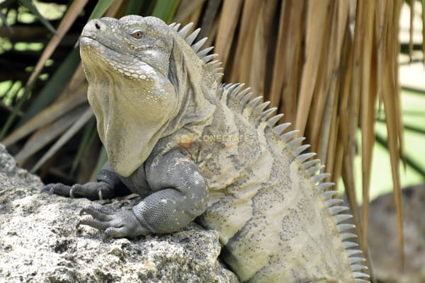 Iguana de Ricord Cyclura Ricordi