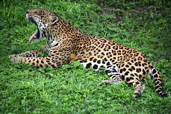 Jaguar ZOODOM
