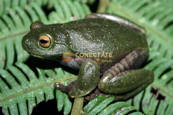 Rana Verde Hypsiboas heilprini