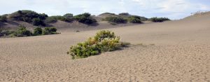Dunas-de-Baní-RD
