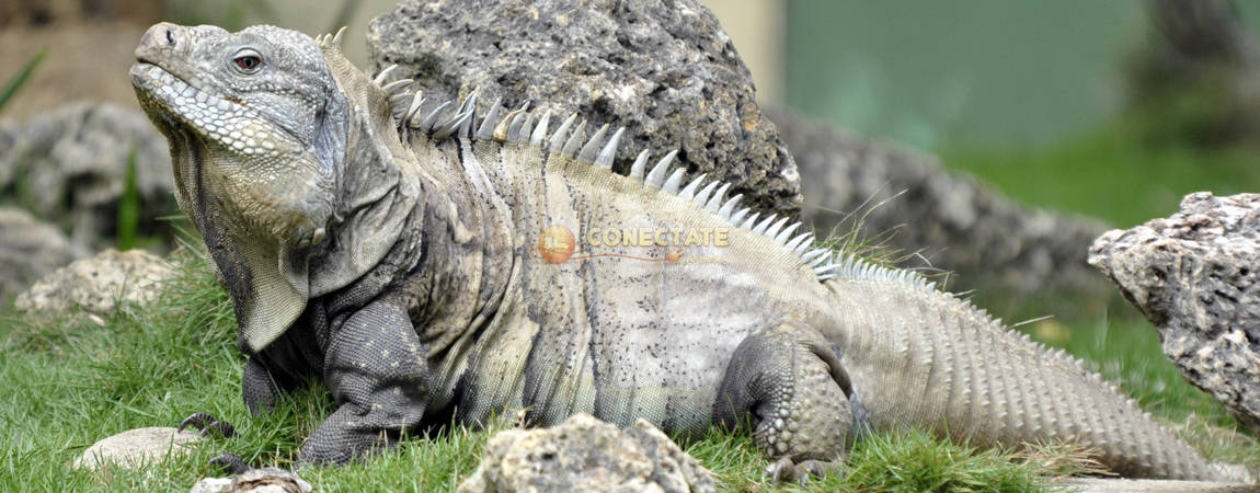 Iguana de Ricord Cyclura ricordi Parque Zoológico Nacional