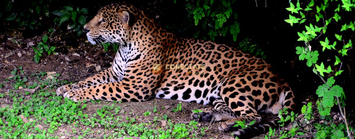 jaguar-zoodom5