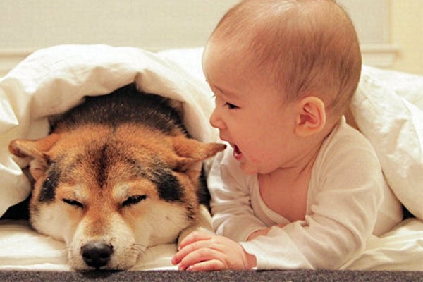 Cómo Adaptar un Perro a un Bebe