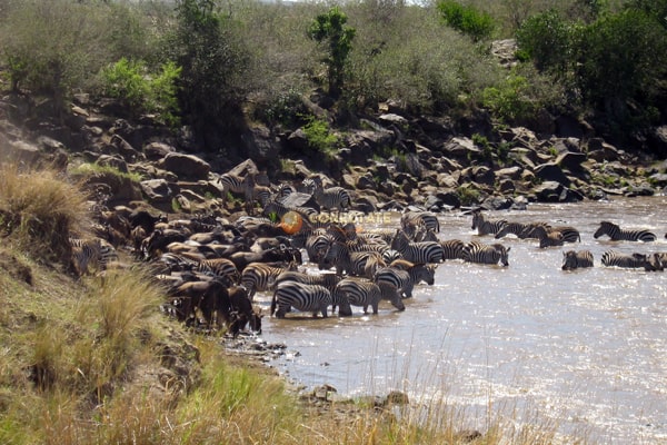 Reserva Natural Masái Mara