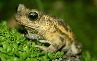 Sapo Crestado Común Peltophryne guentheri