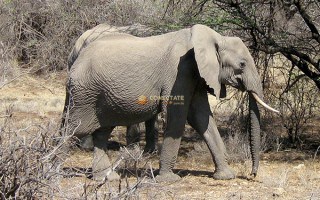 Buffalo Springs National Reserve