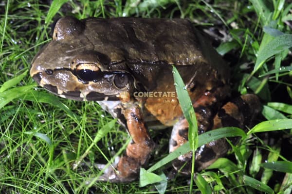 Rana-Costa-Rica