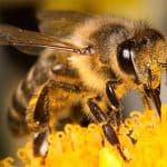 Día Mundial de las Abejas