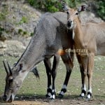 Nilgai ZOODOM 3