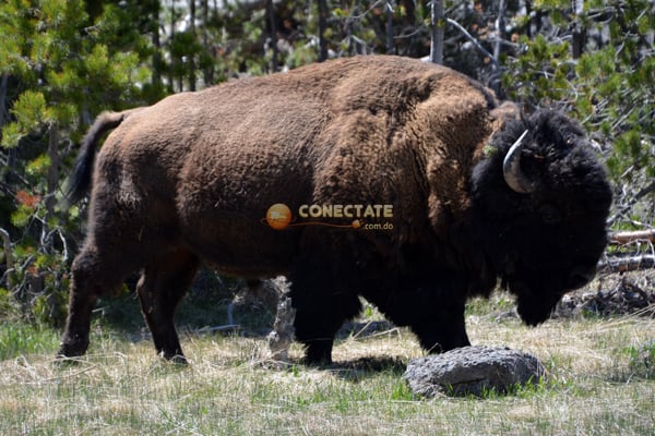 Yellowstone National Park