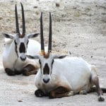 Órice de Arabia Oryx leucoryx