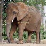 Elefante Asiatico