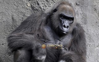 Gorila