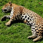 Jaguar Panthera Onca