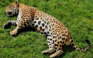 Jaguar Panthera Onca