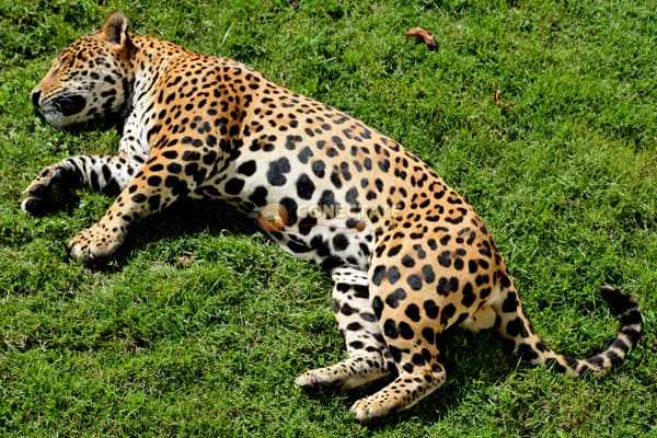 Jaguar Panthera Onca
