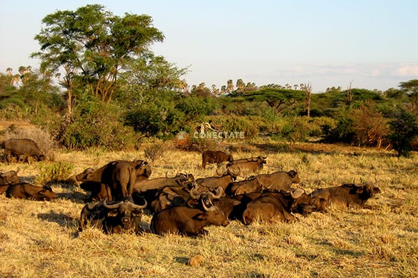 Buffalo Springs National Reserve