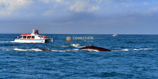 ballena-jorobada-bahia-de-samana