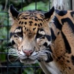 Leopardo Miami Zoo