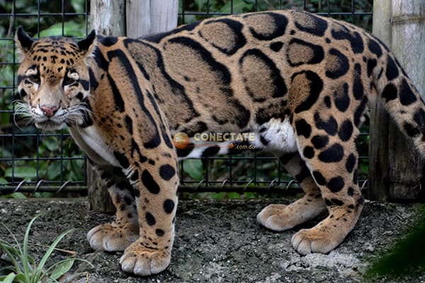 Leopardo Miami Zoo