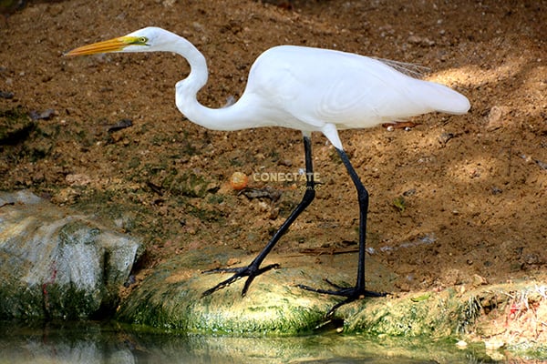 Garza Real