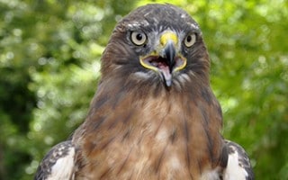 Guaraguao Buteo jamaicensis