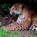 jaguar-zoodom3