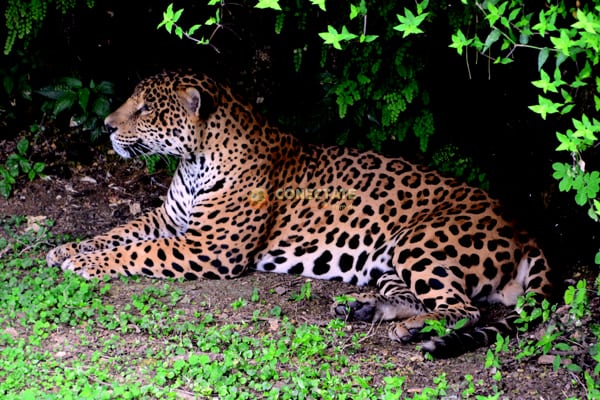 jaguar-zoodom3