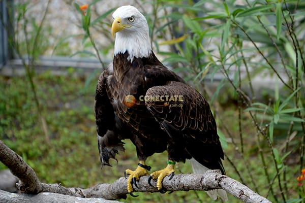 Aguila Calva