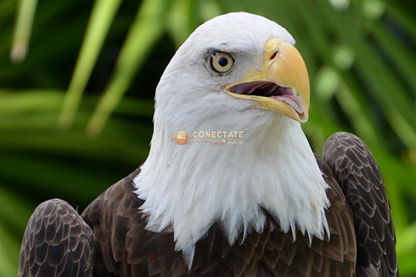 Aguila Calva 3