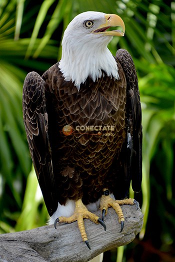 Aguila Calva 2