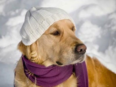 Cuidados en el invierno - Consejos para mascotas