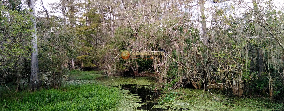 Big Cypress