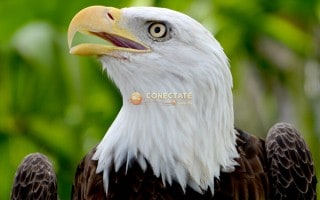 Aguila Calva 6