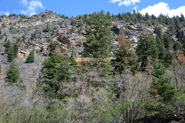 Uinta-Wasatch-Cache National Forest