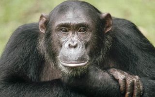 Chimpance