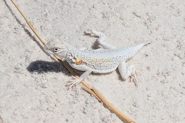 White Sands National Park