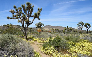 Joshua Tree National Park