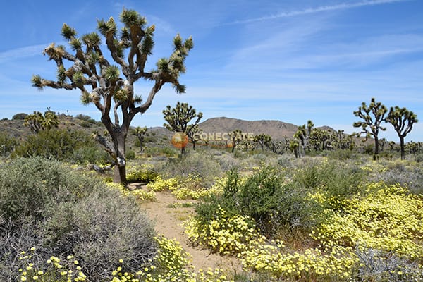 Joshua Tree National Park