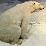 Oso Polar