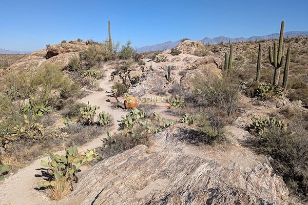 Saguaro National Park