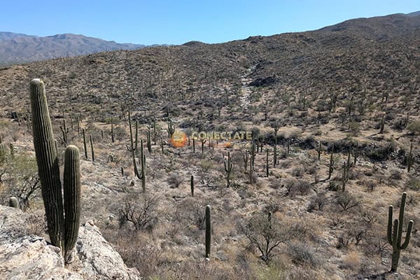 Saguaro National Park