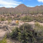 Saguaro National Park