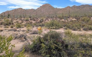 Saguaro National Park